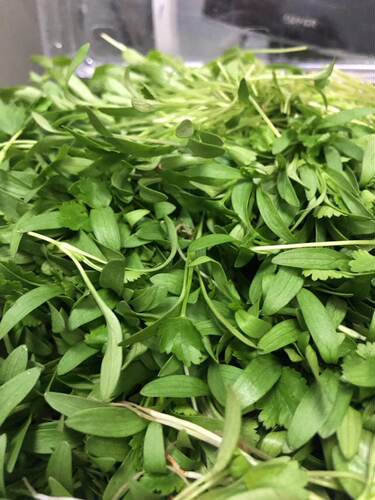广东满80包邮顺丰 新鲜迷你香菜苗小 装饰 西餐摆盘 10元/一盒20g - 图0