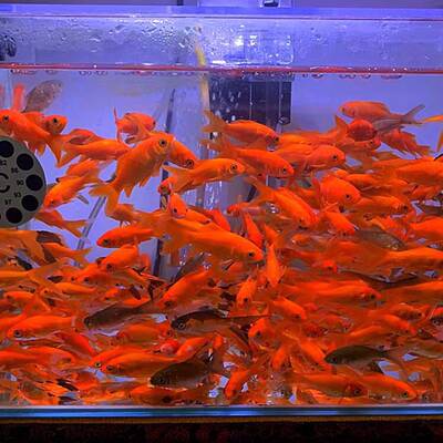 鱼苗观赏鱼冷水淡水小型锦鲤鱼活鱼金鱼活体纯种锦鲤小鱼苗草金鱼 虎窝淘