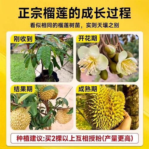金枕榴莲树果苗南北方种植猫山王耐寒嫁接盆栽地栽广西正宗果树苗 - 图3