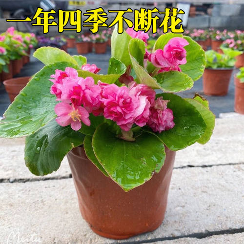 重瓣球球四季海棠花苗盆栽阳台庭院多年生带花苞秋海棠玻璃翠 - 图1