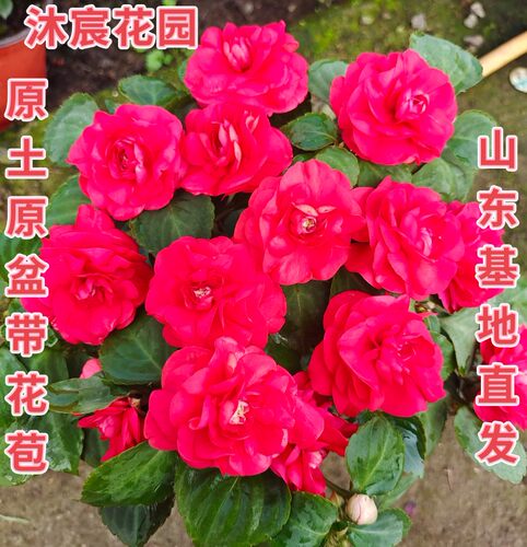 水梅花苗盆栽多年生四季花阳台庭院办公室耐旱皮实重瓣凤仙带花苞 - 图2