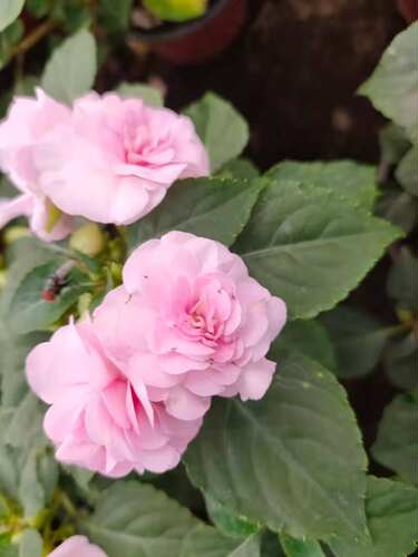 水梅花盆栽重瓣凤仙花四季开花不断好养易多年生带花基地直发包邮 - 图0