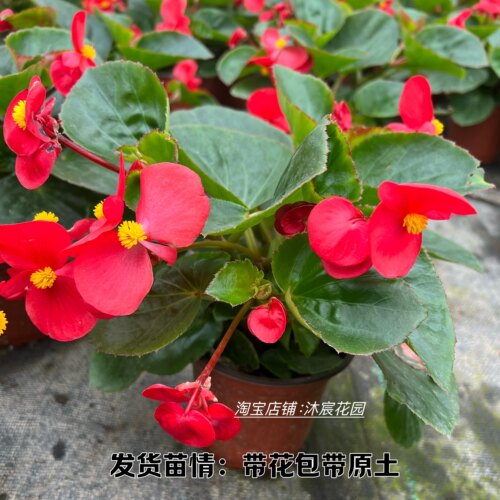 四季海棠大花小花大苗盆栽四季常青阳台庭院易爆盆带花包邮玻璃翠 - 图3