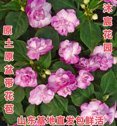 水梅花苗盆栽多年生四季花阳台庭院办公室耐旱皮实重瓣凤仙带花苞 - 图3