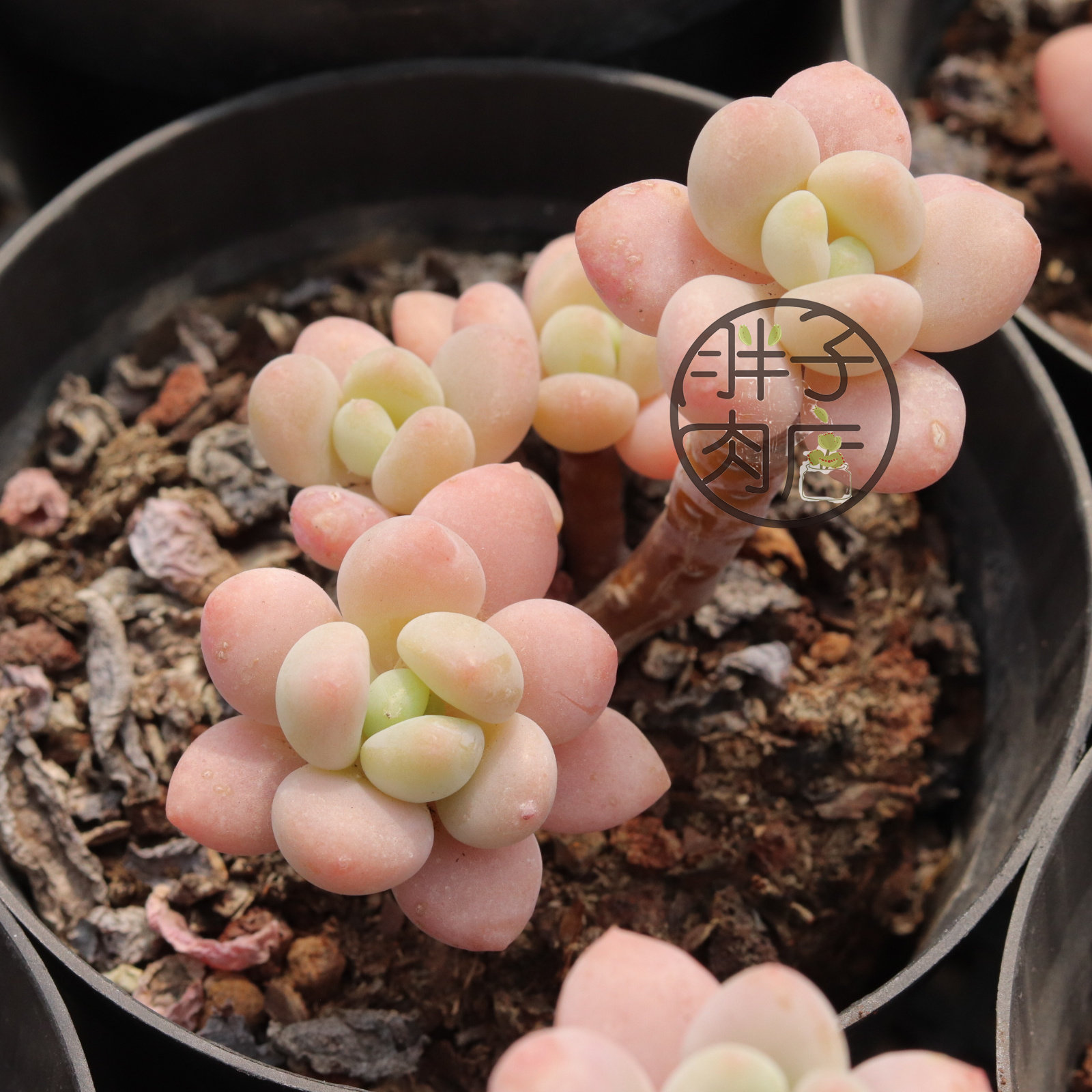 香水洛神小老桩 精控小精品多肉 韩货进口 胖子肉店