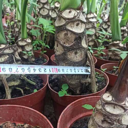 春羽龙鳞杆春雨老桩小天使 仙羽蔓绿绒室内盆栽绿植水培吸甲醛 - 图2