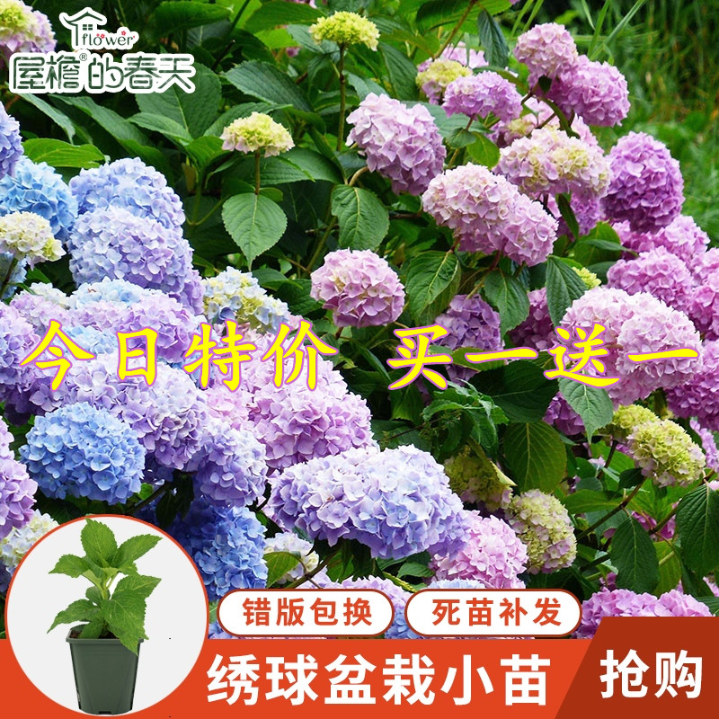 海蒂的花园海妈家妖精花手鞠新娘等绣球花阳台庭院 海蒂的花园海妈家妖精花手鞠新娘等绣球花阳台庭院