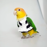 Милое платье, штаны, косплей, стиль Лолита