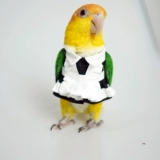 Милое платье, штаны, косплей, стиль Лолита