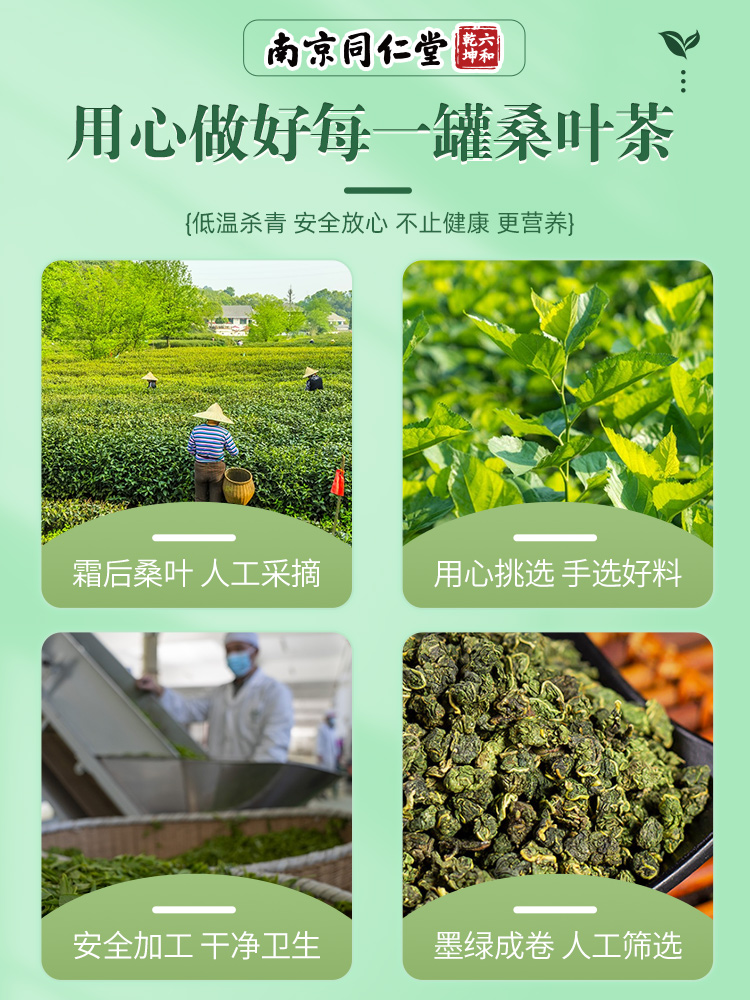 南京同仁堂霜后桑叶茶新鲜霜打霜降秋后桑叶官方旗舰店桑叶干 - 图3