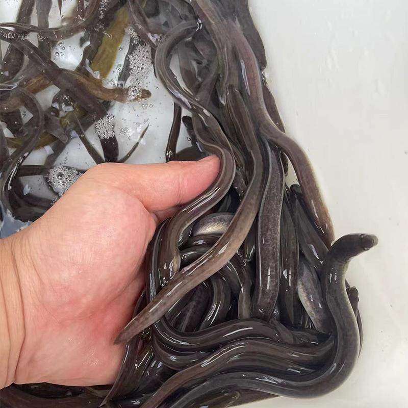 花鳗鱼苗 花锦鳝鱼苗 鲈鳗苗 日本鳗鱼 白鳗鱼苗 白鳝鱼 河鳗冷水,淘宝优惠券,粉丝福利购,淘宝优惠卷