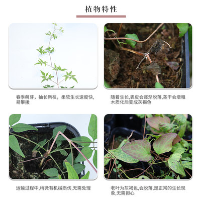 天狼铁线莲盆栽爬藤植物苗乌托邦重瓣大花银币苹果花藤本户外花卉 虎窝淘