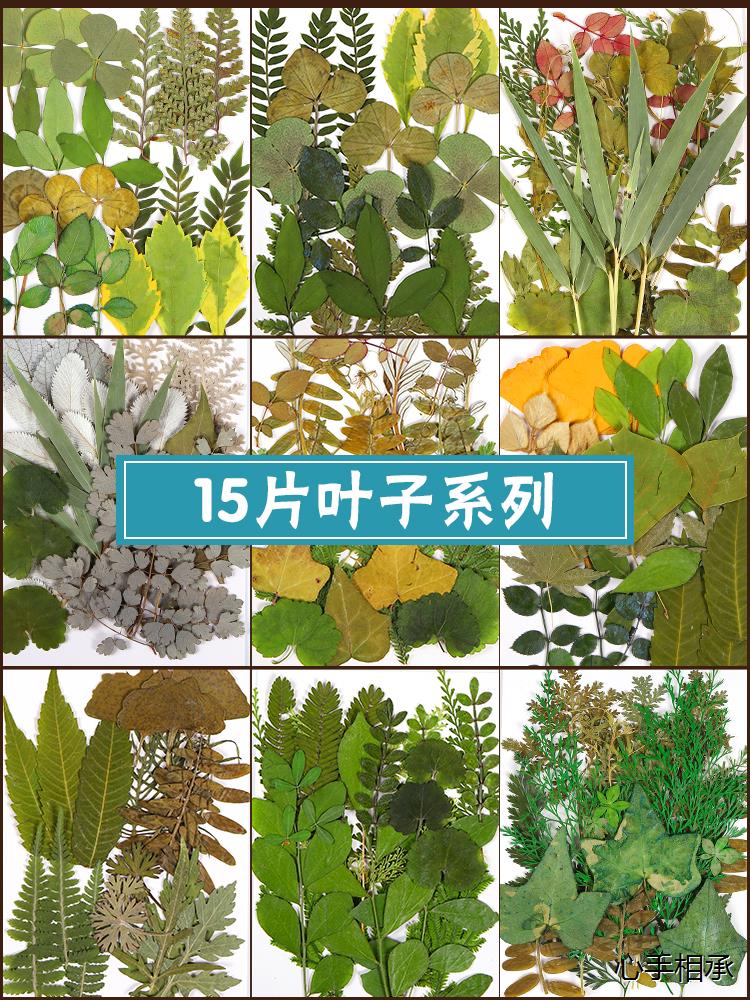 7儿童手工diy天然干花永生花假花仿真花自制团扇贴画材料包幼儿7 - 图2