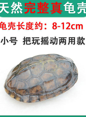 傩湖龟甲天然完整龟壳可把玩