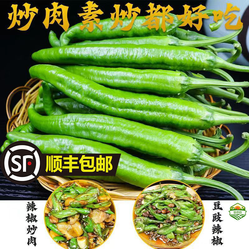 正宗湘妍55号辣椒软薄皮微中辣虎皮新鲜青辣椒蔬菜湘菜馆牛角尖椒 - 图0