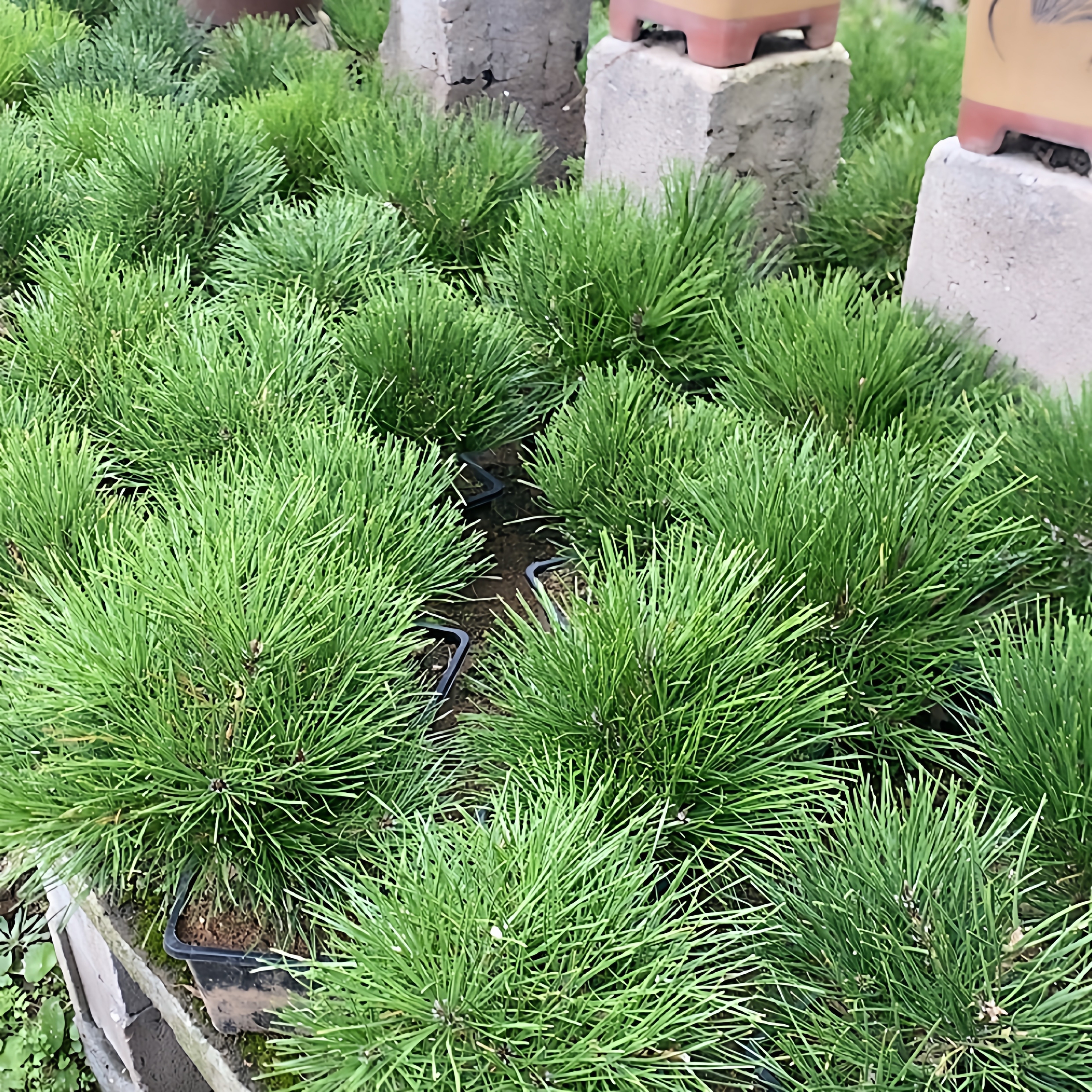 一物一拍实物拍摄 黑松童子功 三河黑松 老桩小品 微型盆景素材,淘宝优惠券,粉丝福利购,淘宝优惠卷