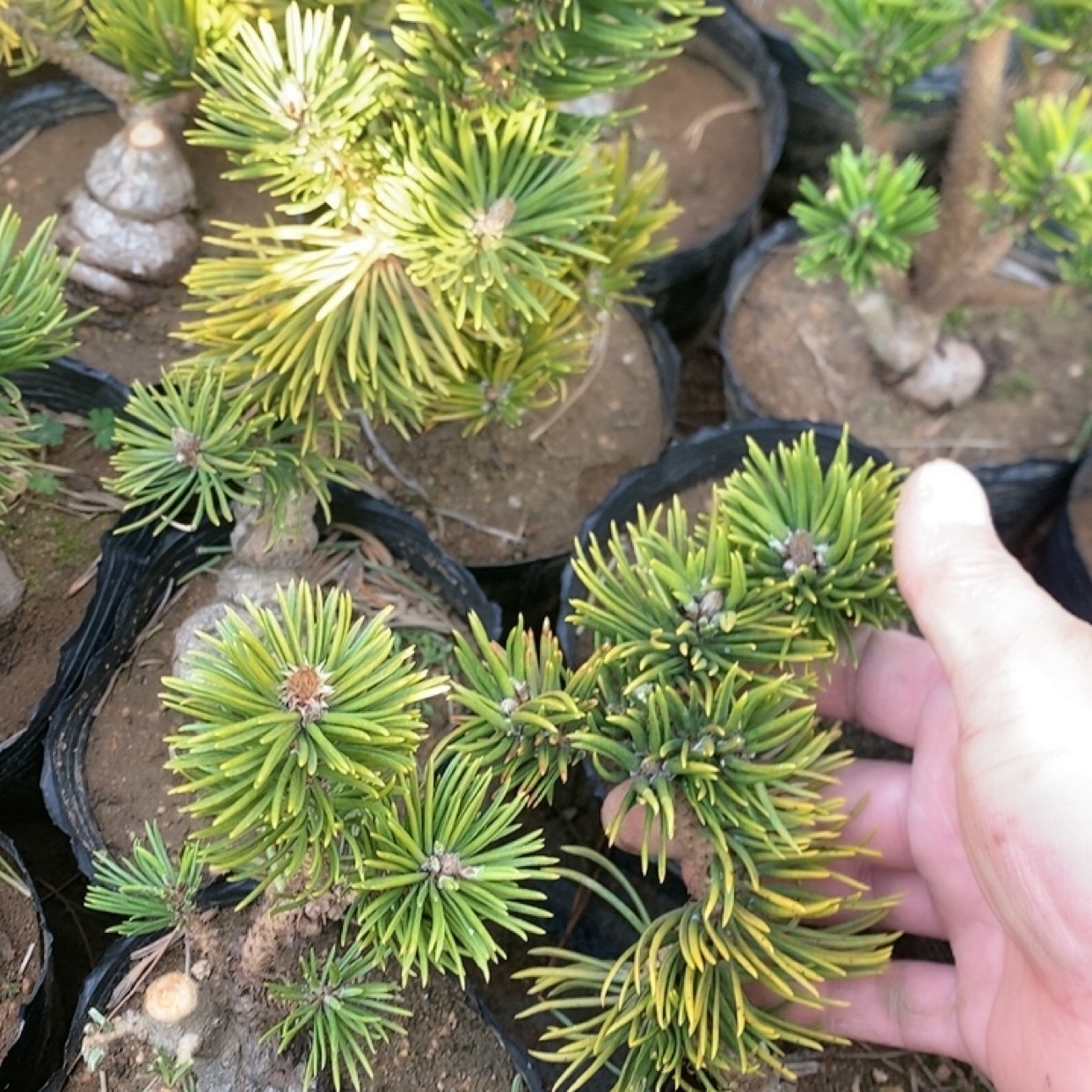 寸稍黑松盆景盆栽嫁接松树大阪松微型短针庭院迎客松,淘宝优惠券,粉丝福利购,淘宝优惠卷