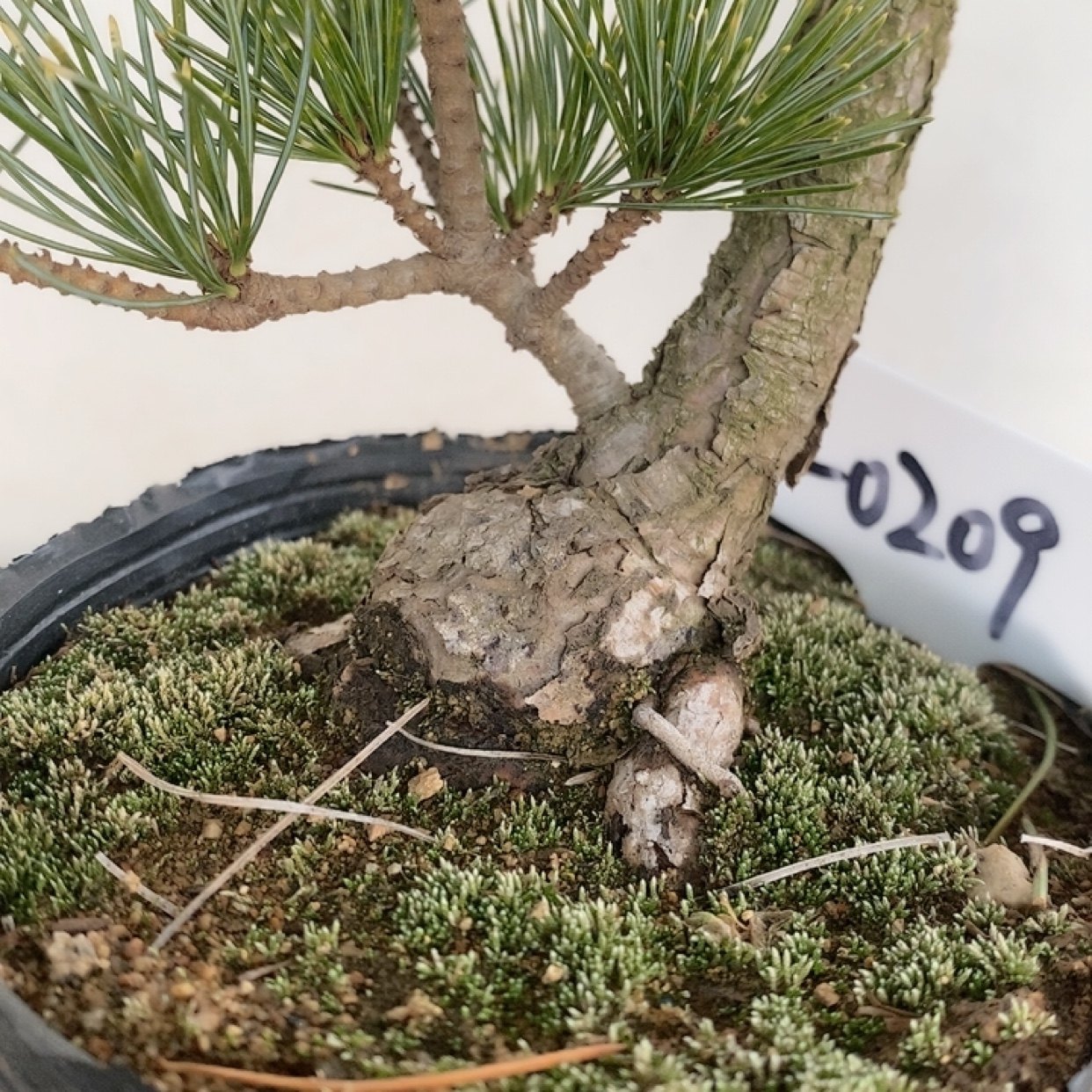 一物一拍实物拍摄吹雪五针松贵品种明星五针松金针大阪松小品盆栽,淘宝优惠券,粉丝福利购,淘宝优惠卷