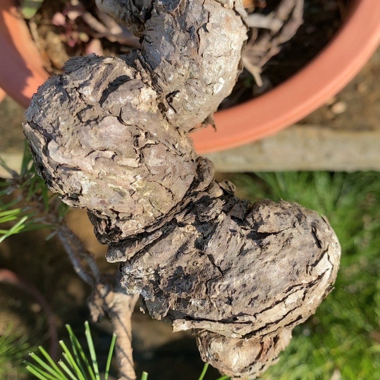一物一拍实物拍摄三河黑松盆景老桩造型盆景五针松明星宫岛大阪松,淘宝优惠券,粉丝福利购,淘宝优惠卷