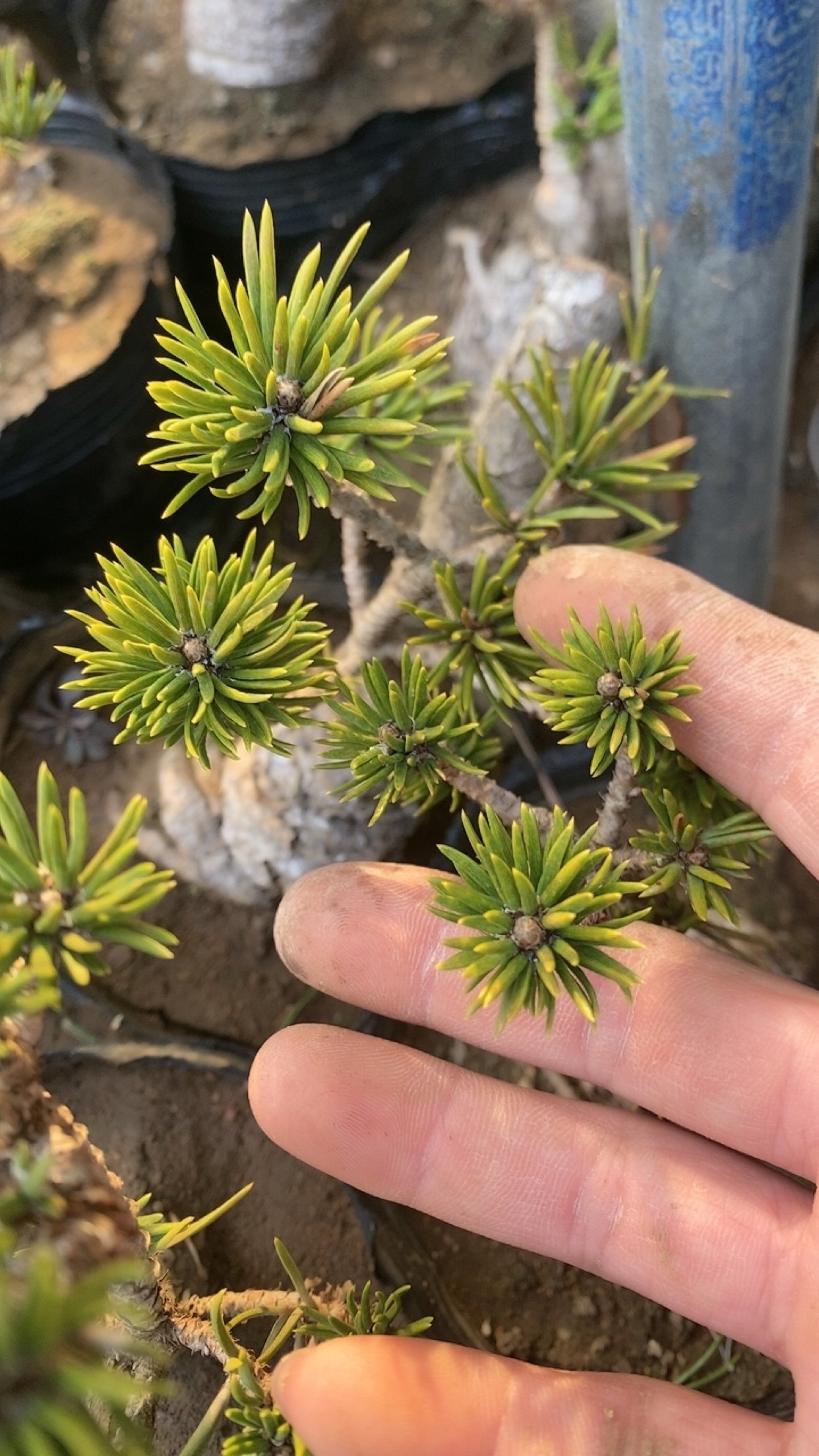 寸稍黑松盆景盆栽嫁接松树大阪松微型短针庭院迎客松,淘宝优惠券,粉丝福利购,淘宝优惠卷