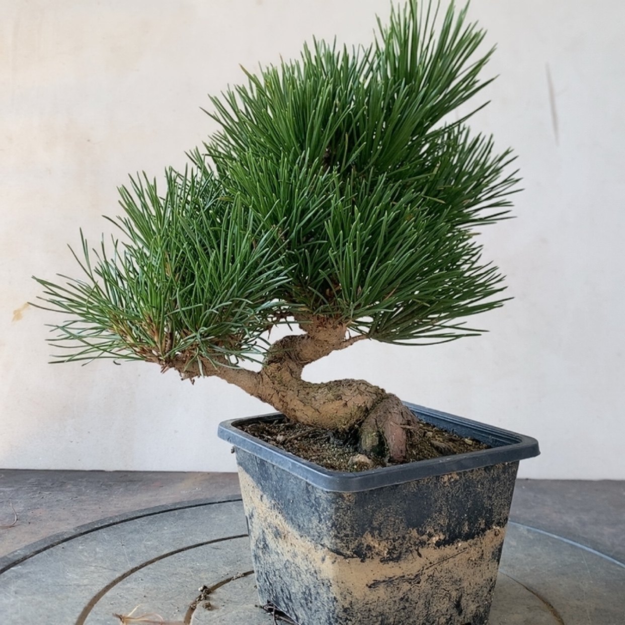 一物一拍实物拍摄三河黑松盆景老桩造型盆景五针松明星宫岛大阪松,淘宝优惠券,粉丝福利购,淘宝优惠卷