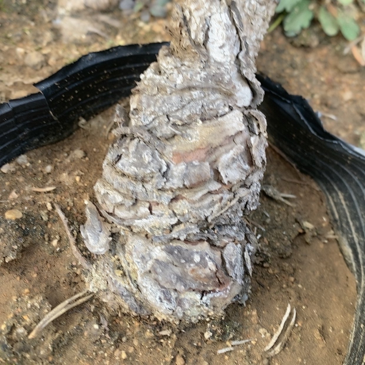 寸稍黑松盆景盆栽嫁接松树大阪松微型短针庭院迎客松,淘宝优惠券,粉丝福利购,淘宝优惠卷