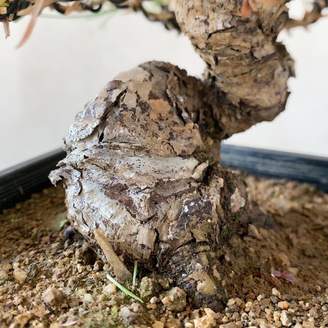 一物一拍实物拍摄三河黑松盆景老桩造型盆景五针松明星宫岛大阪松,淘宝优惠券,粉丝福利购,淘宝优惠卷