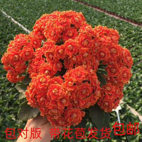 爱米园艺长寿花重瓣带花苞盆栽绿植室内开花花卉penelope-大鹏粉 - 图2