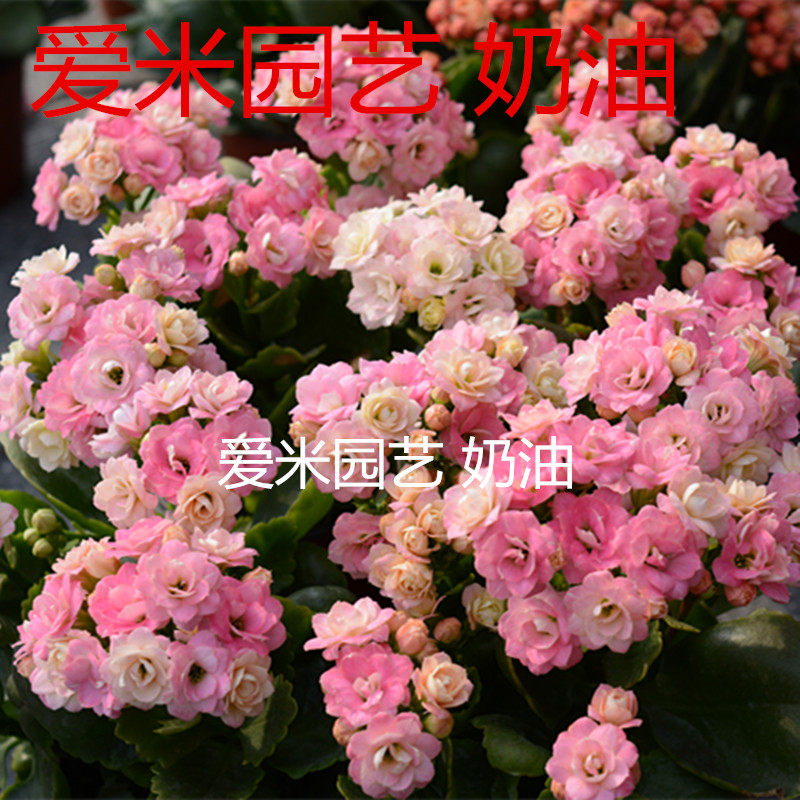 万寿花长什么样子,疣是什么样子图片,湿疹是什么样子的_大山谷图库