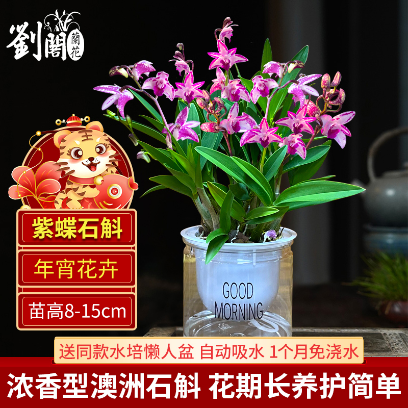 刘阁兰花苗 泼墨紫蝶香水石斛 现带花苞出售带货年宵喜庆花卉盆栽 - 图2
