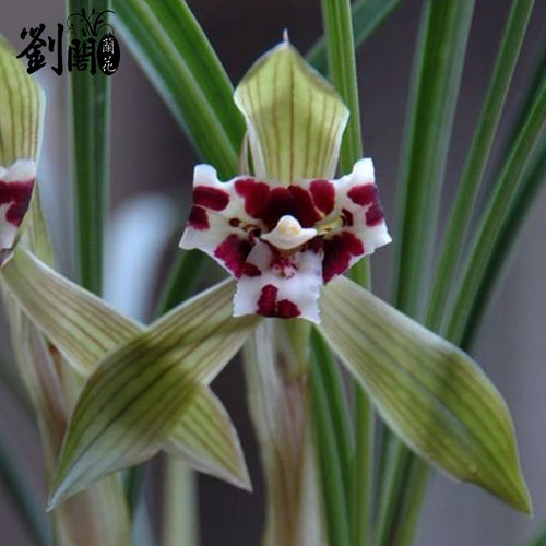 刘阁兰花苗 乌蒙白彩 春兰蝶花冬带浓香花苞出售好养花卉绿植盆栽 - 图0