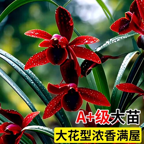 刘阁兰花苗四季建兰天红夏带花浓香好养室内办公室绿植花卉盆栽 - 图0