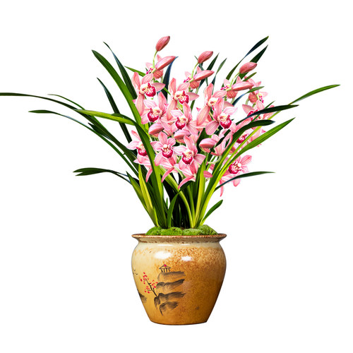 香水文心夏带花苞出售建兰四季红满天兰花苗香水石斛好养花卉盆栽 - 图3