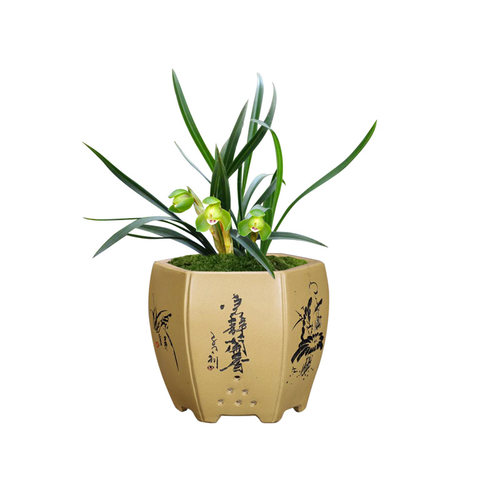 刘阁兰花苗 春兰高档荷瓣花翠盖荷 冬带花苞出售阳台好养花卉盆栽 - 图3