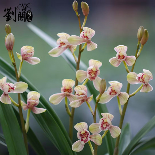 兰花苗盆栽四季兰老君荷新手好养夏带花苞出售荷瓣浓香花卉绿植 - 图0