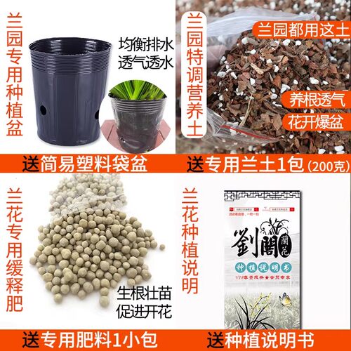 刘阁兰花苗四季建兰天红夏带花浓香好养室内办公室绿植花卉盆栽 - 图3