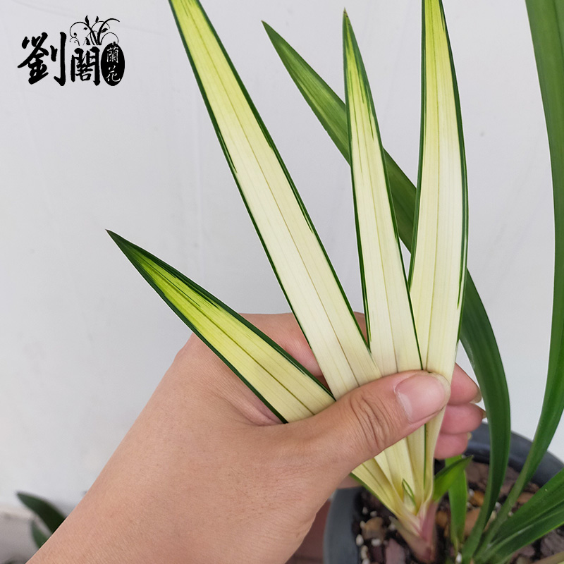 刘阁兰花苗建兰中透艺复色花高山春色带大芽夏带花苞好养阳台花卉 - 图1