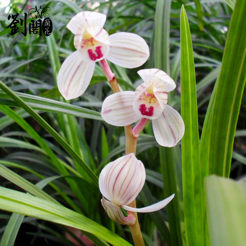 刘阁兰花苗 莲瓣兰经典荷瓣 荷之冠冬带花苞出售浓香花卉绿植盆栽 - 图0