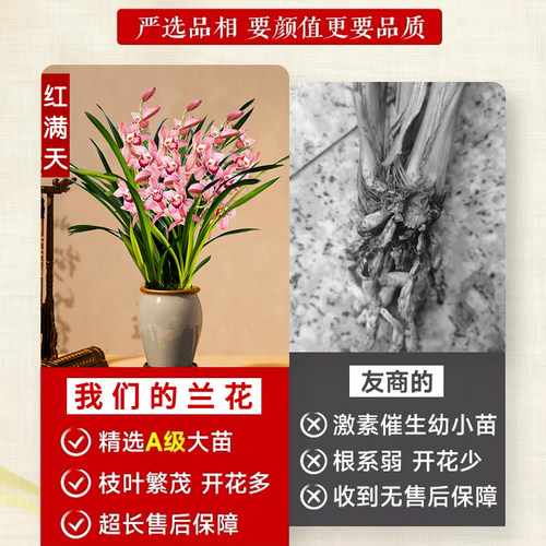香水文心夏带花苞出售建兰四季红满天兰花苗香水石斛好养花卉盆栽 - 图0
