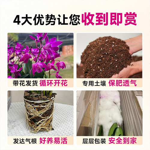 七彩香水石斛冬带花四季好养兰花绿植浓香石斛现带花净化空气-图3