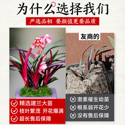 名贵兰花苗建兰红草红荷 夏带花苞出售浓香好养室内客厅花卉绿植 - 图2