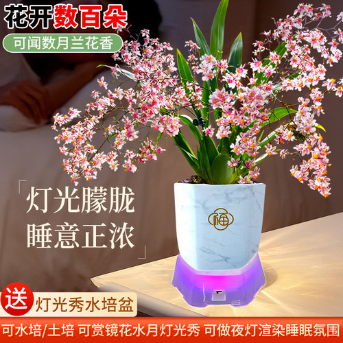 现带多花出售 多色香水文心兰梦香水培植物室内外花卉绿植小盆栽 - 图0