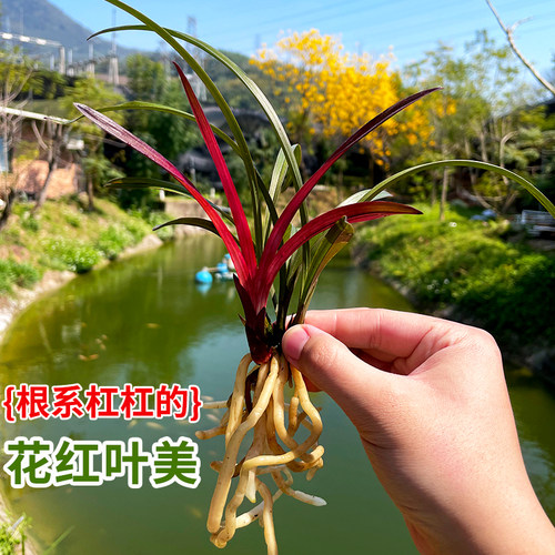 名贵兰花苗建兰红草红荷 夏带花苞出售浓香好养室内客厅花卉绿植 - 图1