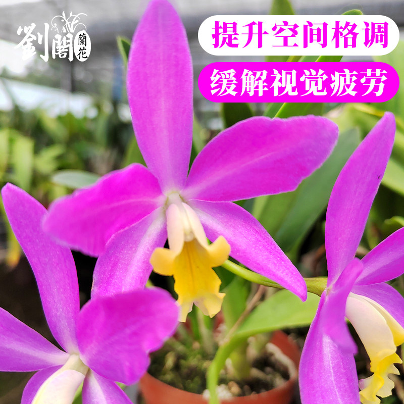 精品东南亚优质卡特兰兰花苗盆栽室内外办公室阳台桌面花卉绿植,淘宝优惠券,粉丝福利购,淘宝优惠卷