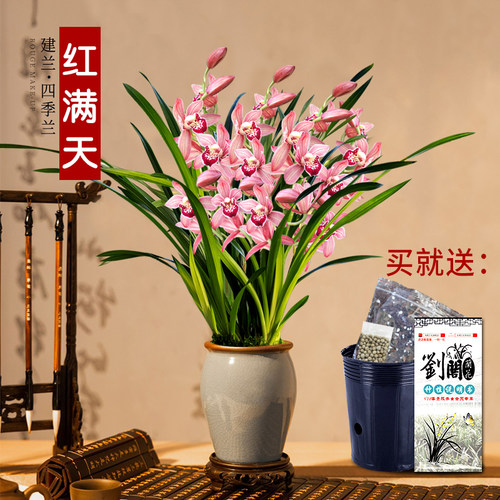 香水文心夏带花苞出售建兰四季红满天兰花苗香水石斛好养花卉盆栽 - 图1