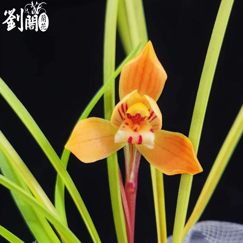 兰花盆栽浓香兰草基地直销现带花苞带土春兰花卉植物室内年宵花,淘宝优惠券,粉丝福利购,淘宝优惠卷