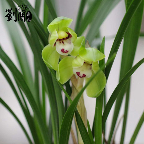 刘阁兰花苗 春兰高档荷瓣花翠盖荷 冬带花苞出售阳台好养花卉盆栽 - 图0