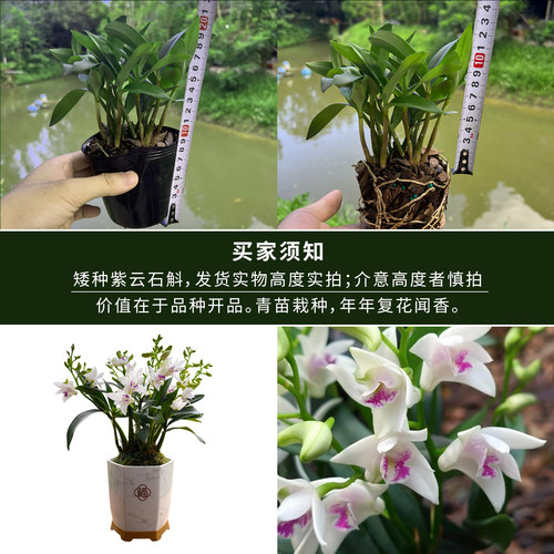 矮种兰花苗 紫云泼墨石斛兰 冬带花苞出售室内外阳台花卉绿植盆栽 - 图3