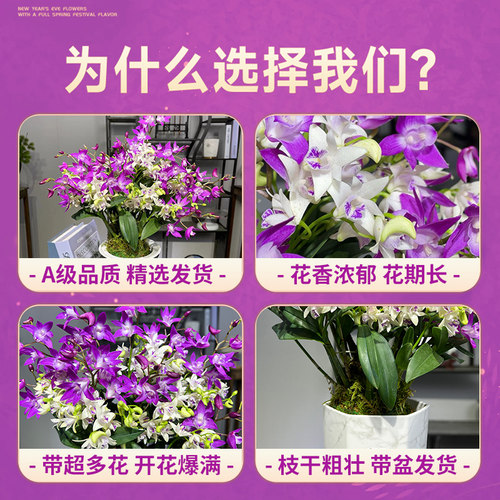 香水紫云石斛兰盆栽冬带花浓香室内外浓香兰花花卉绿植物净化空气 - 图2