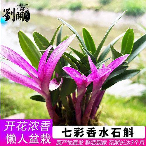 七彩香水石斛冬带花四季好养兰花绿植浓香石斛现带花净化空气-图1